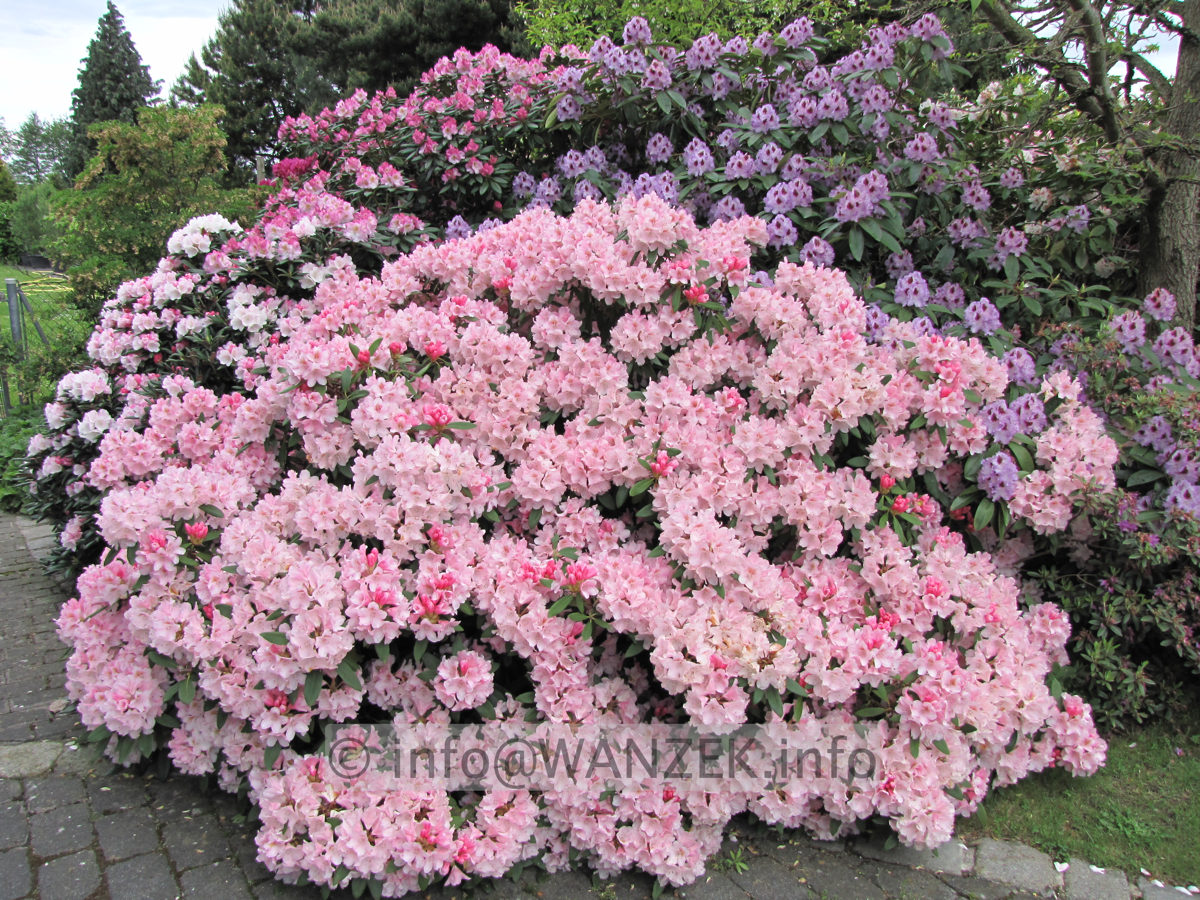 Rhododendron yakushimanum Bashful 02 Solitaer.JPG